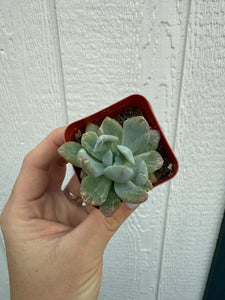Variegated Pachyveria Scheideckeri ‘Jeweled Crown / Blue Tower’