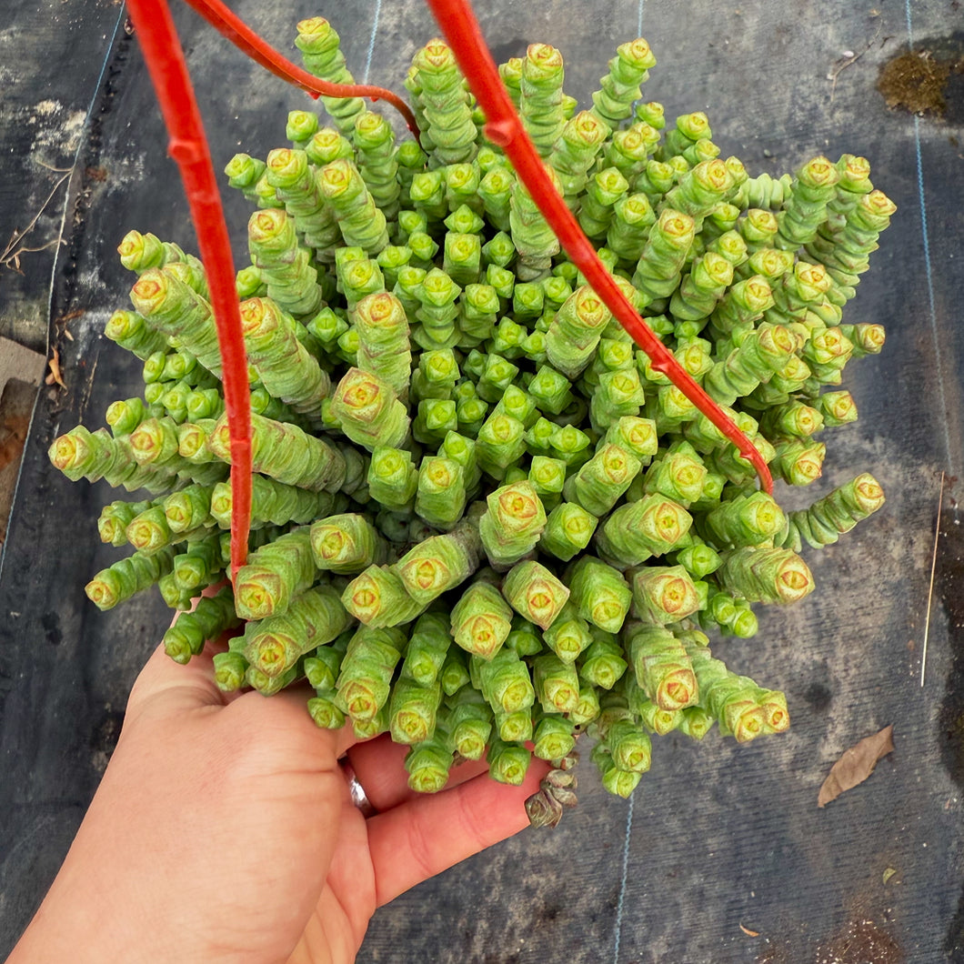 babys necklace succulent Crassula Baby Necklace