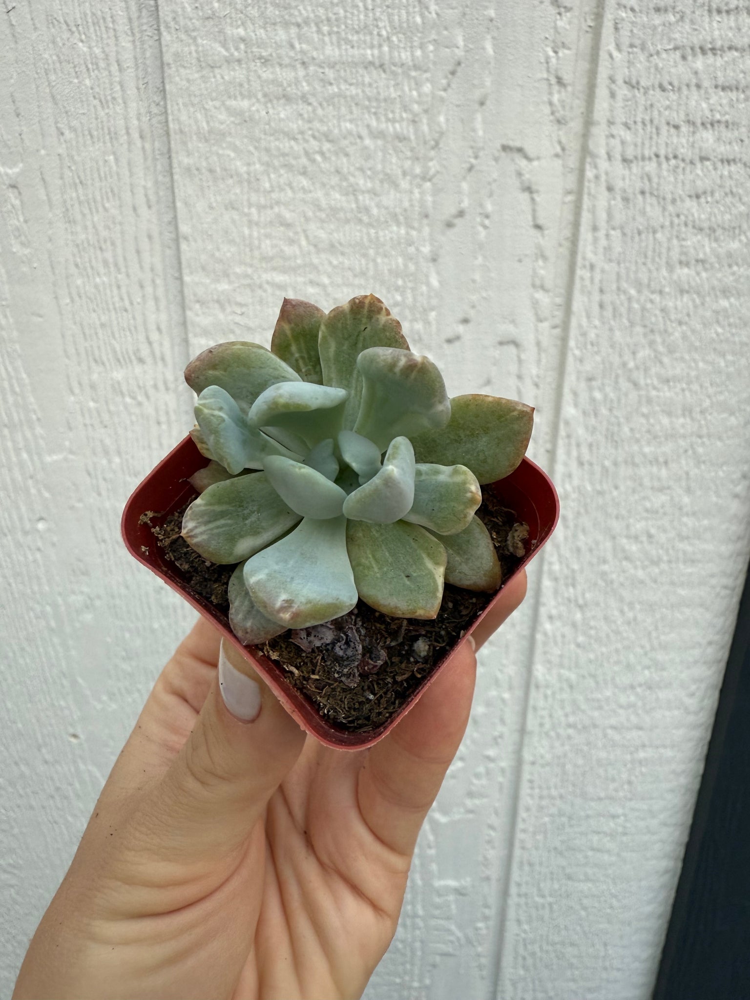 scheideckeri succulent Variegated Pachyveria Scheideckeri 'Jeweled Crown / Blue Tower' – In Succulent Love