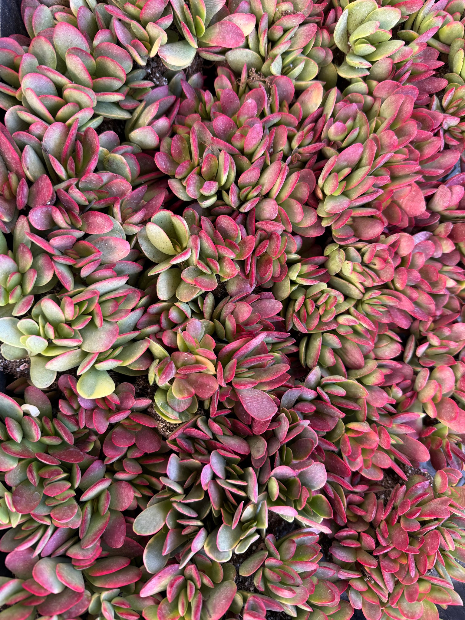 pink beauty jade plant Crassula Platyphylla Variegata ( Pink Jade ) – In Succulent Love