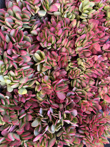 purple jade succulent Crassula Platyphylla Variegata ( Pink Jade ) – In Succulent Love