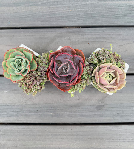 Succulent Bouquet Set (4 Succulents)