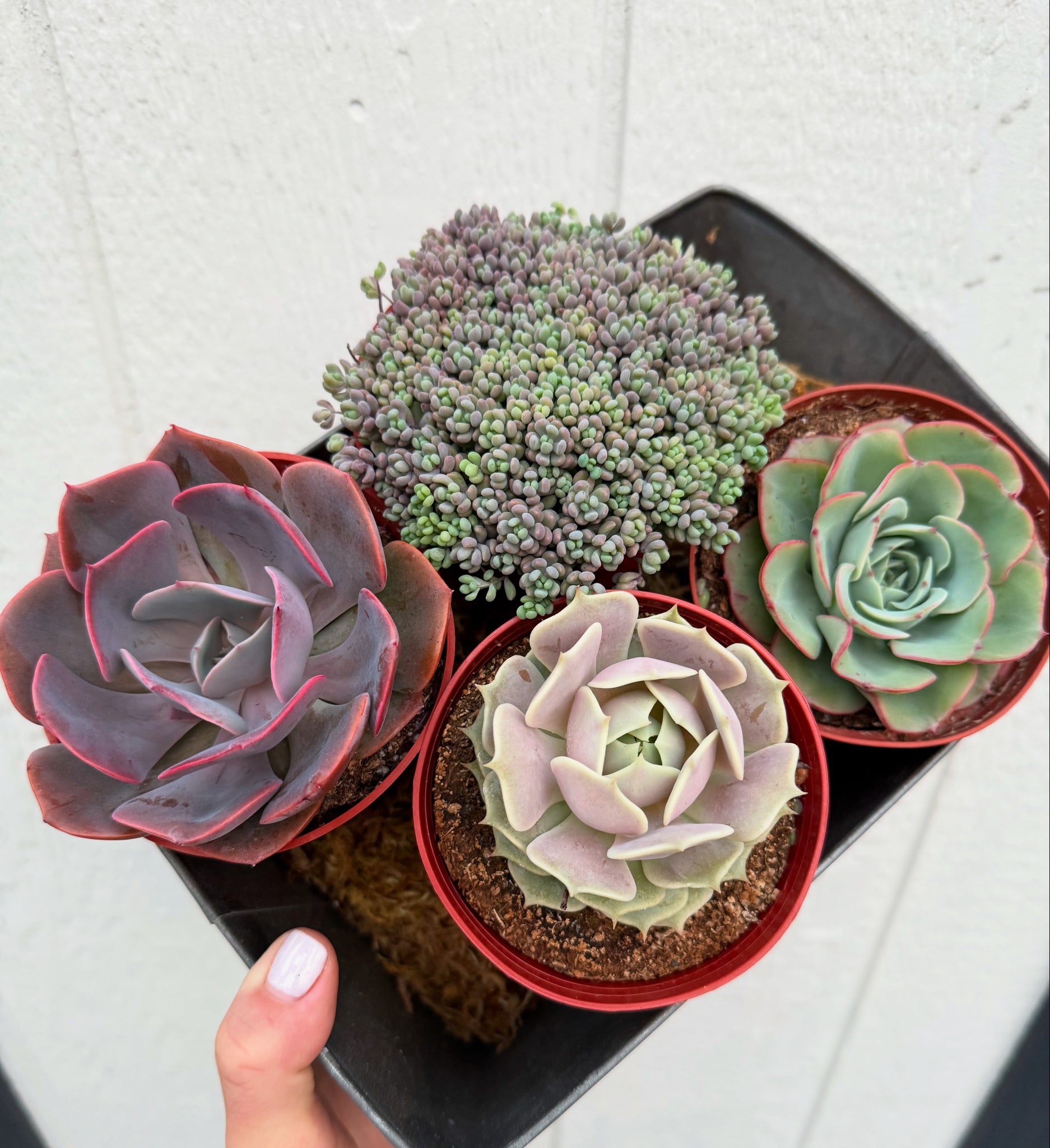 succulent plant bouquet Succulent Bouquet Set (4 Succulents)