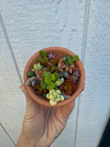 25 Pixie Mixed Succulent Cuttings