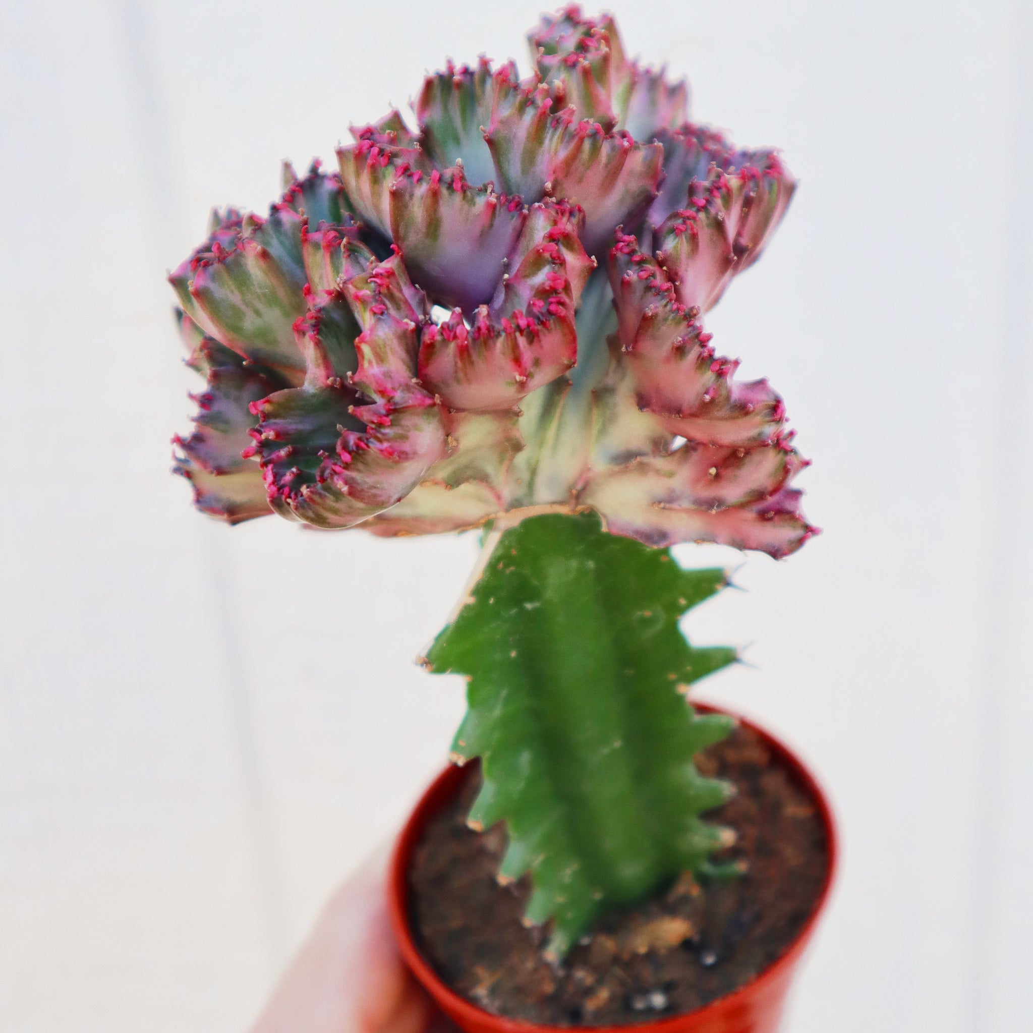 types of coral cactus Euphorbia Lactea Grafted Coral Cactus – In Succulent Love