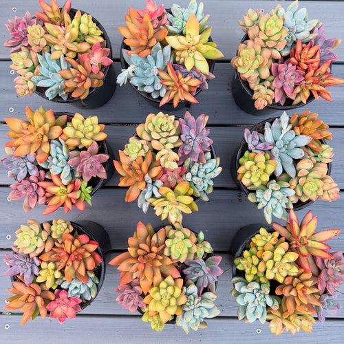 Colorful Succulent Combo Pots