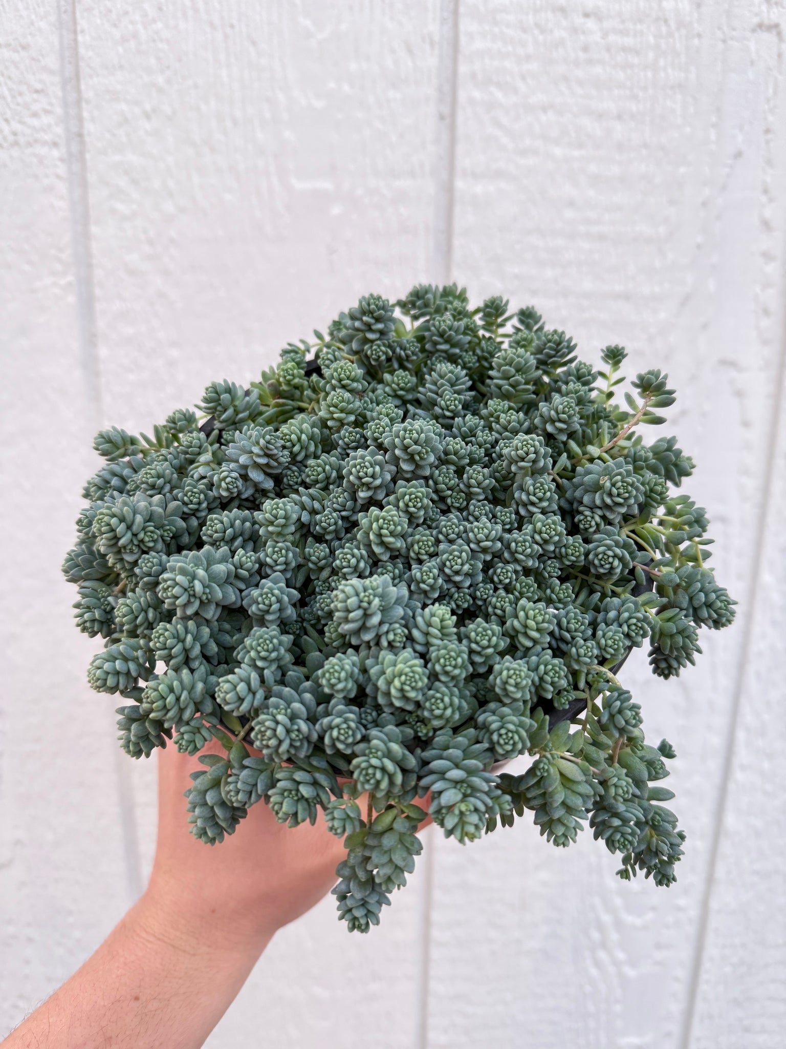 sedum major succulent Sedum Dasyphyllum 'Major' – In Succulent Love