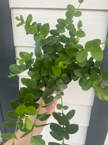 Hoya Cumingiana