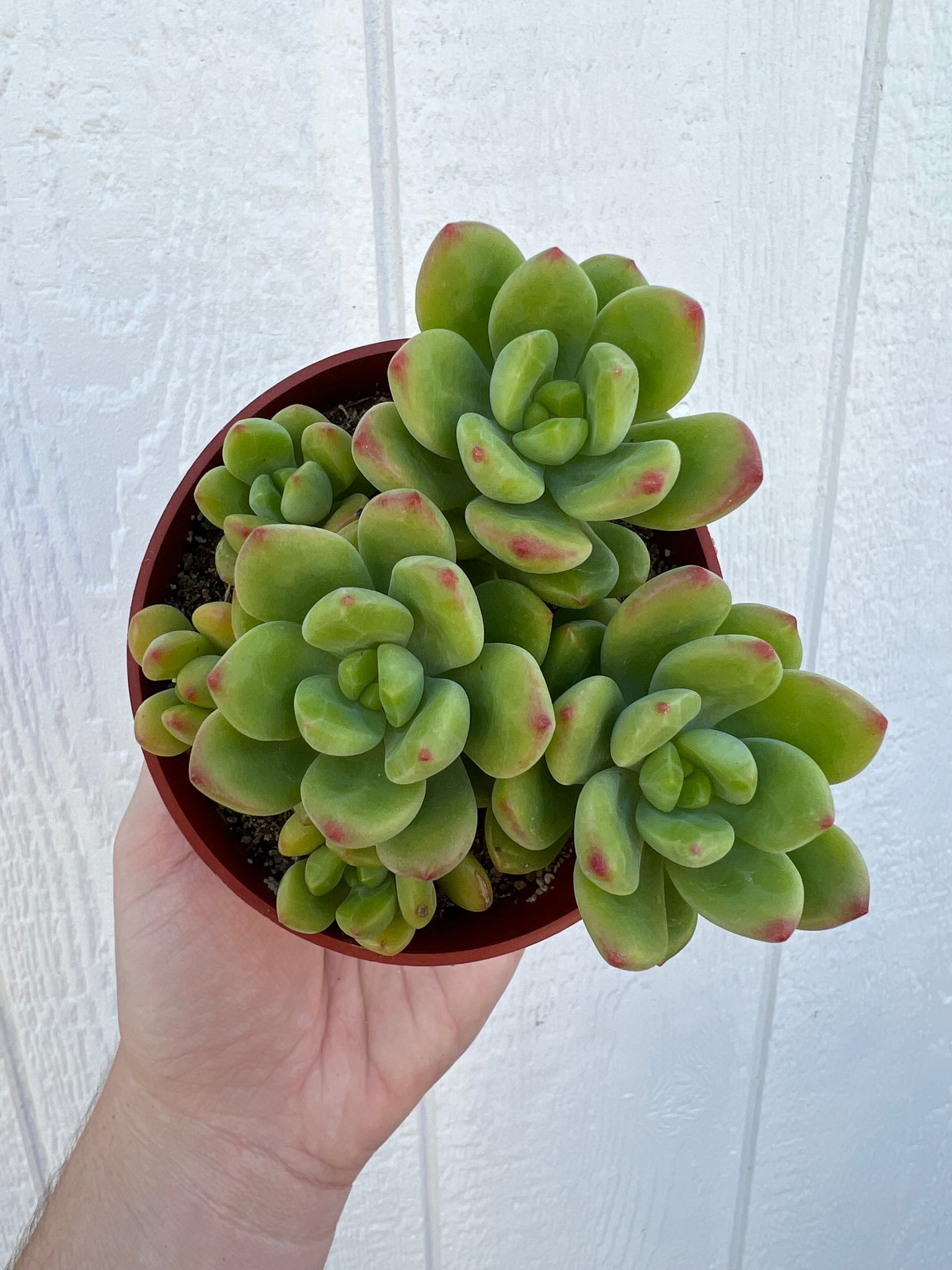 3 inch succulents Colorful 4in Cluster Set (3 Succulents) – In Succulent Love