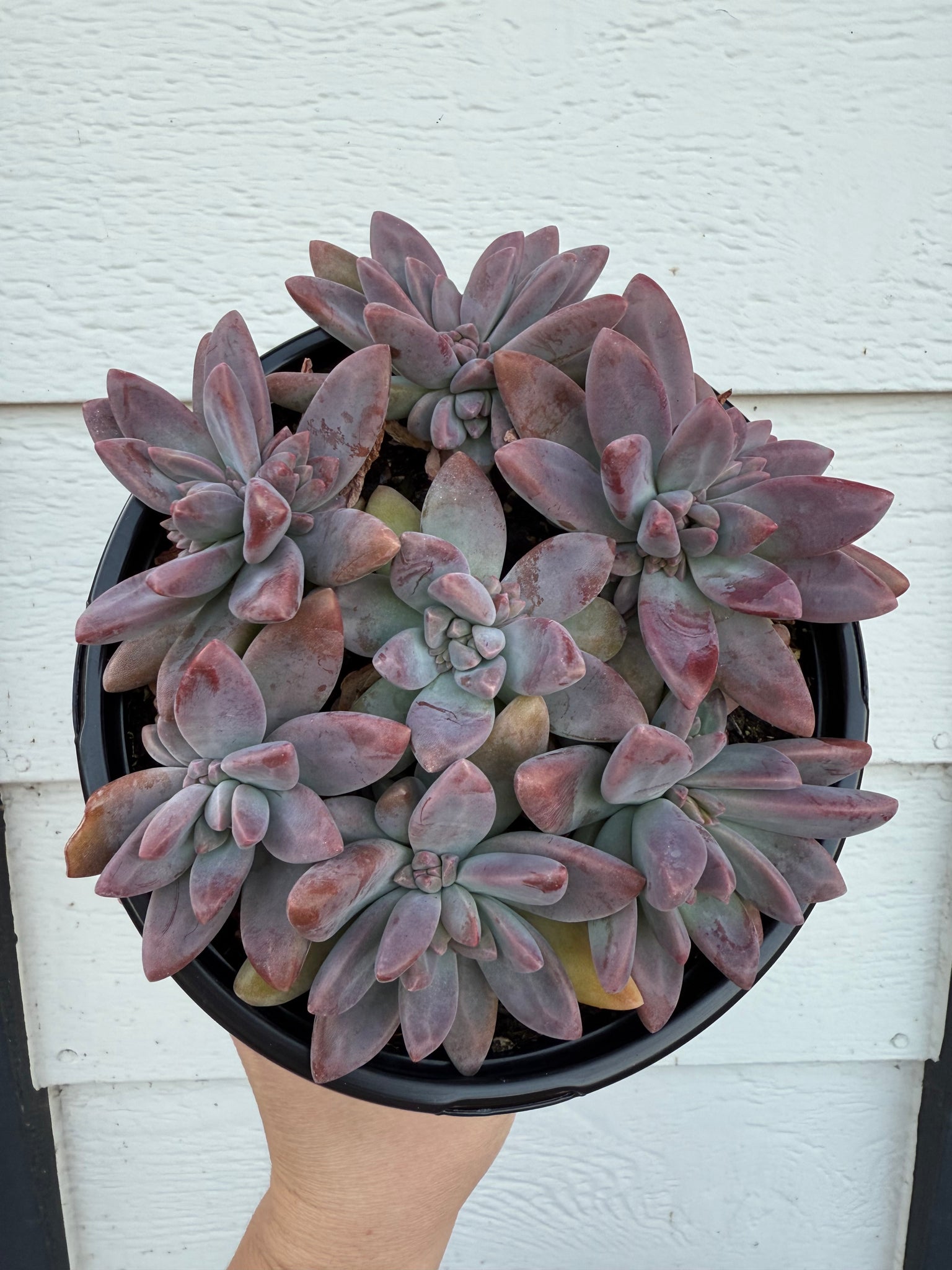 succulent graptoveria Graptoveria Blue Pearl – In Succulent Love