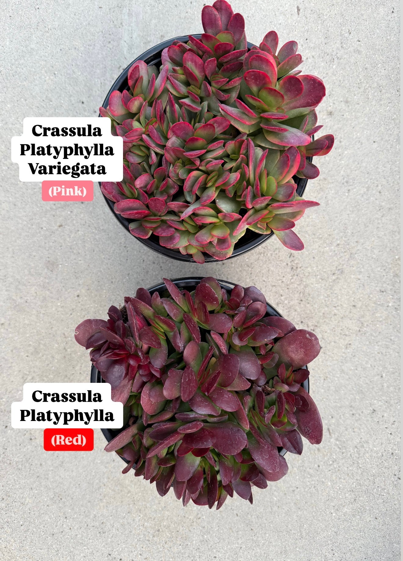 red crassula succulent Crassula Platyphylla ( Red ) – In Succulent Love