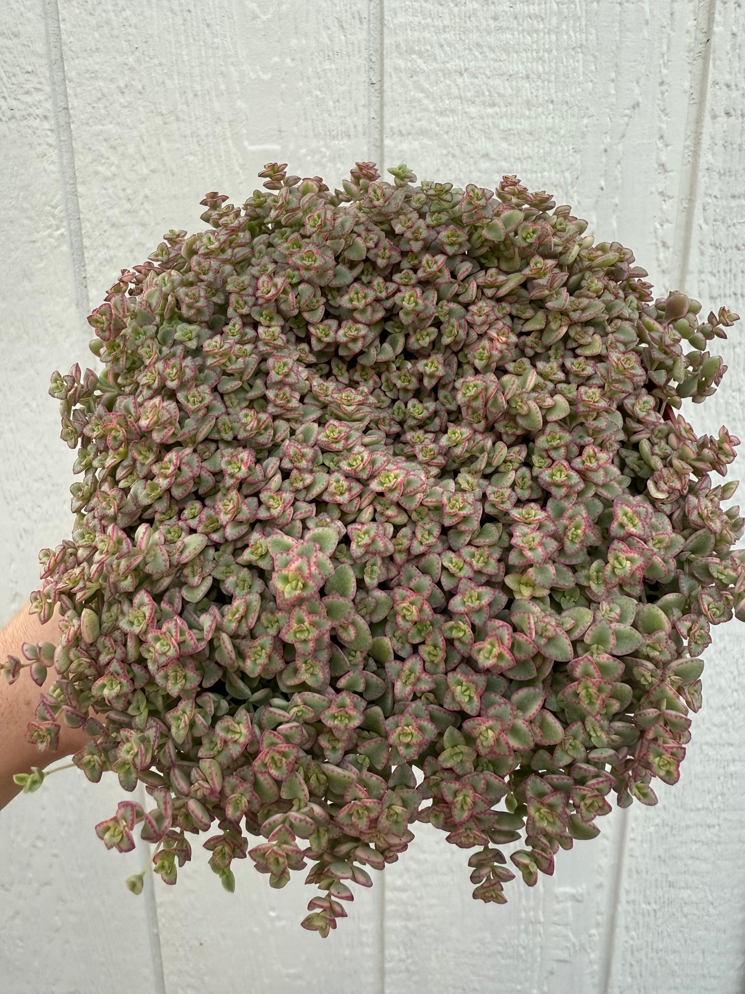missy succulent Sedum Little Missy – In Succulent Love