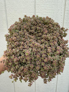 succulent little missy Sedum Little Missy – In Succulent Love