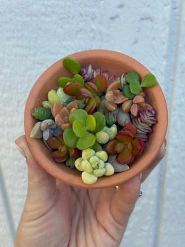 25 Pixie Mixed Succulent Cuttings