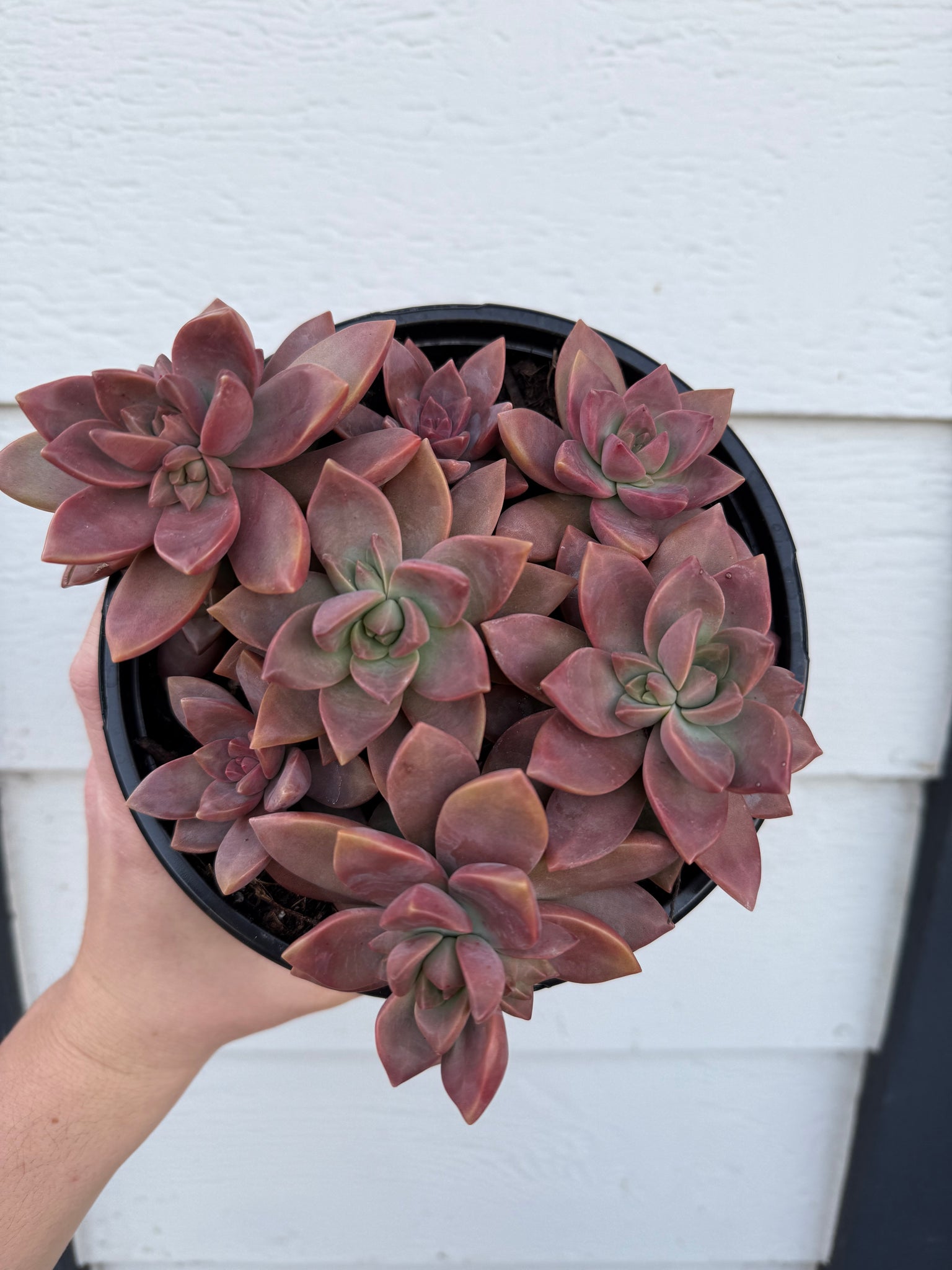 succulent plant with thick leaves Graptosedum California Sunset Hybrid (Thick Leaves) – In Succulent Love