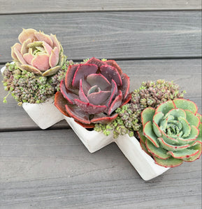 Succulent Bouquet Set (4 Succulents)
