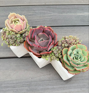 succulent plant bouquet Succulent Bouquet Set (4 Succulents)
