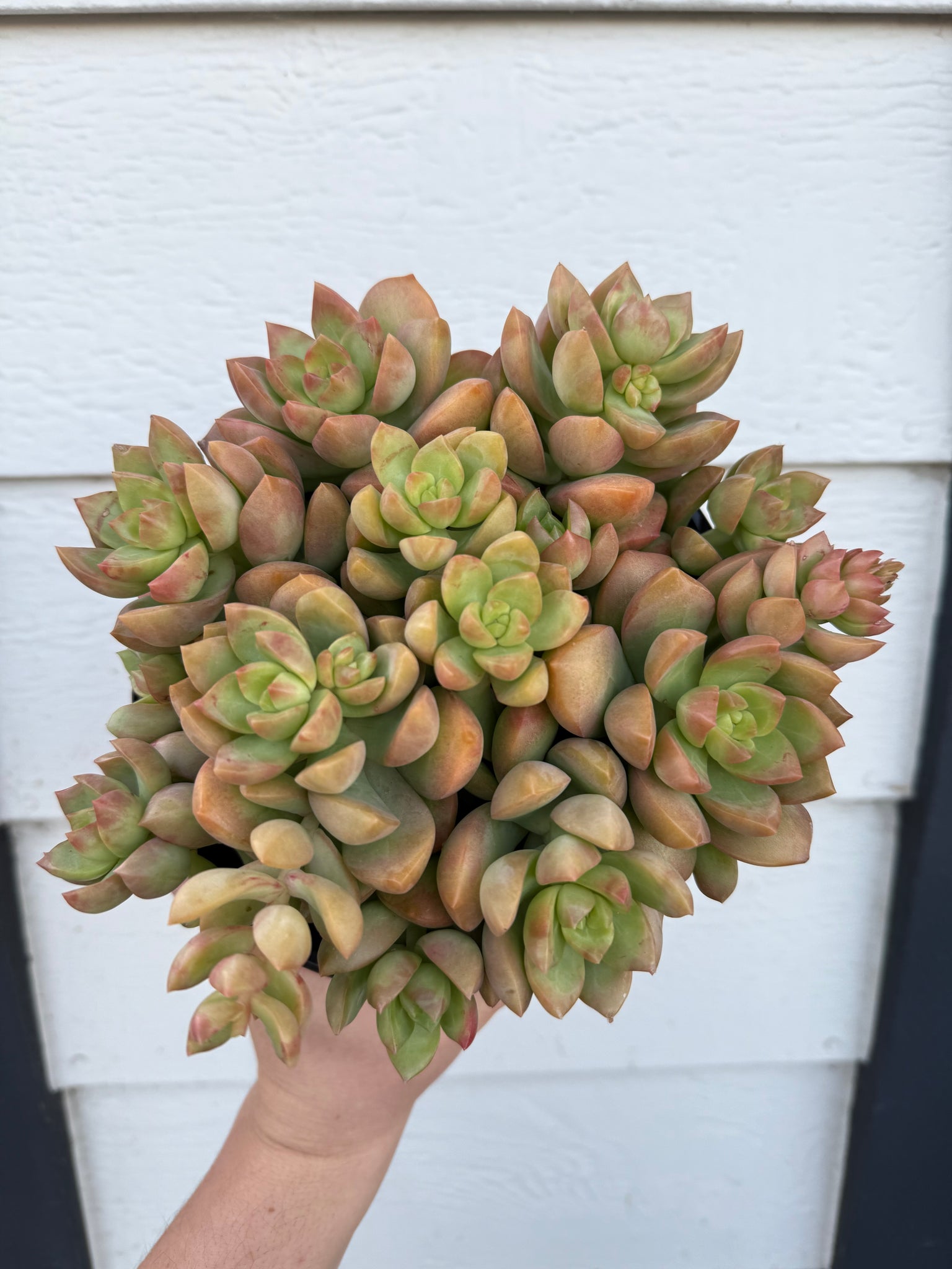 spring glow succulent Sedum Adolphi 'Golden Glow' – In Succulent Love