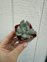 Variegated Pachyveria Scheideckeri ‘Jeweled Crown / Blue Tower’