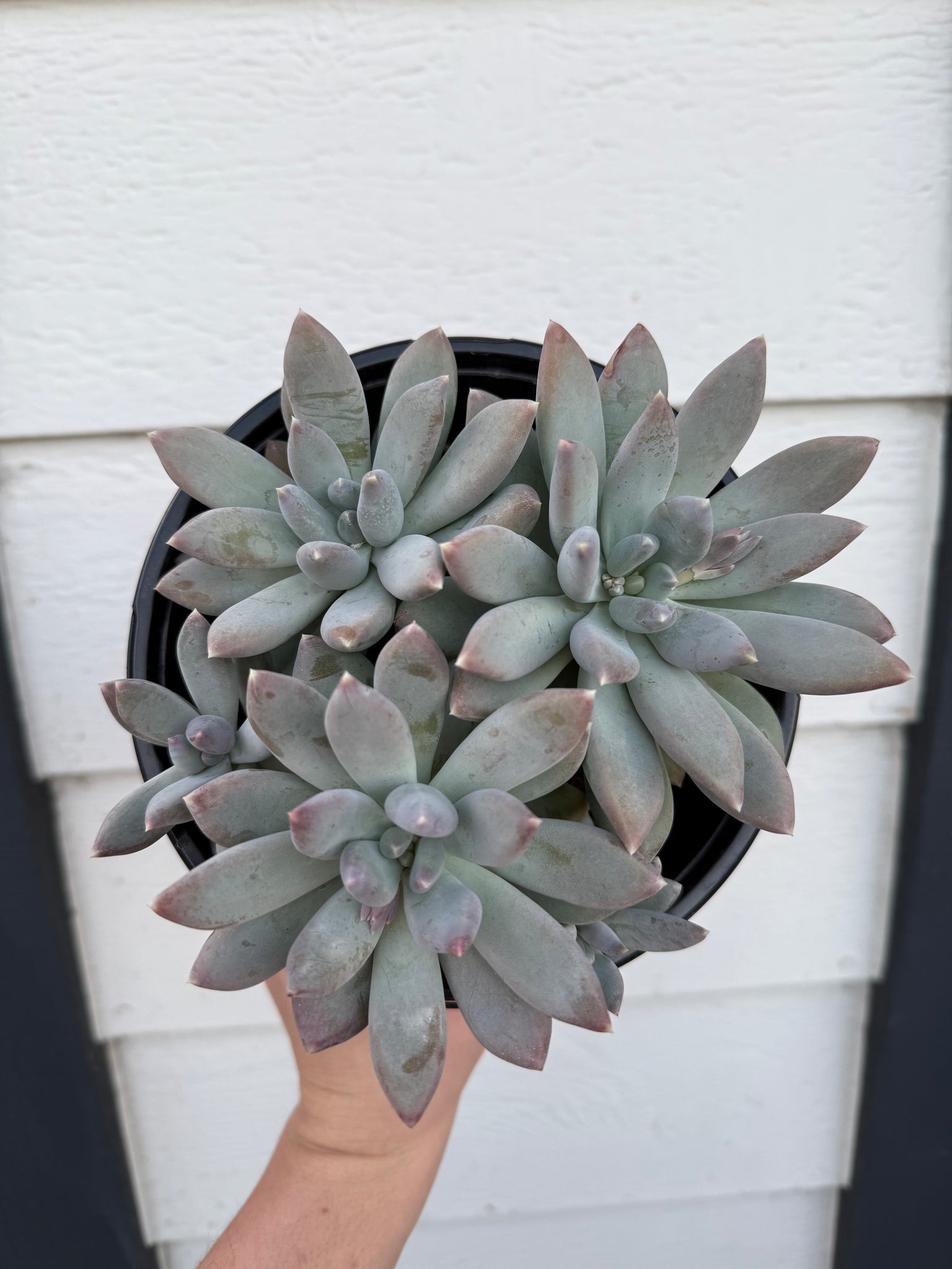 gray succulent plant Pachyphytum Moonsilver – In Succulent Love