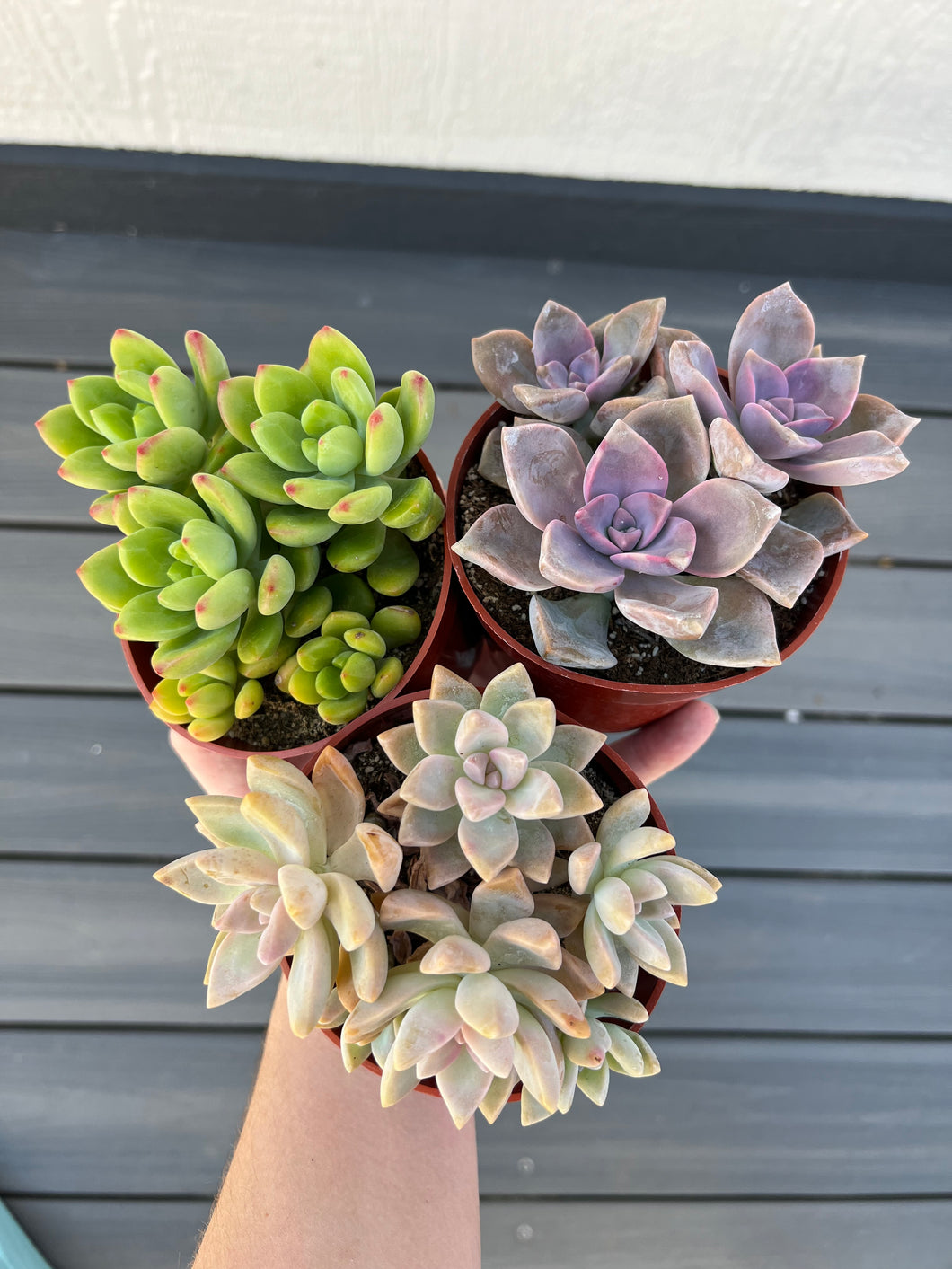 succulent plants set Colorful 4in Cluster Set (3 Succulents) – In Succulent Love
