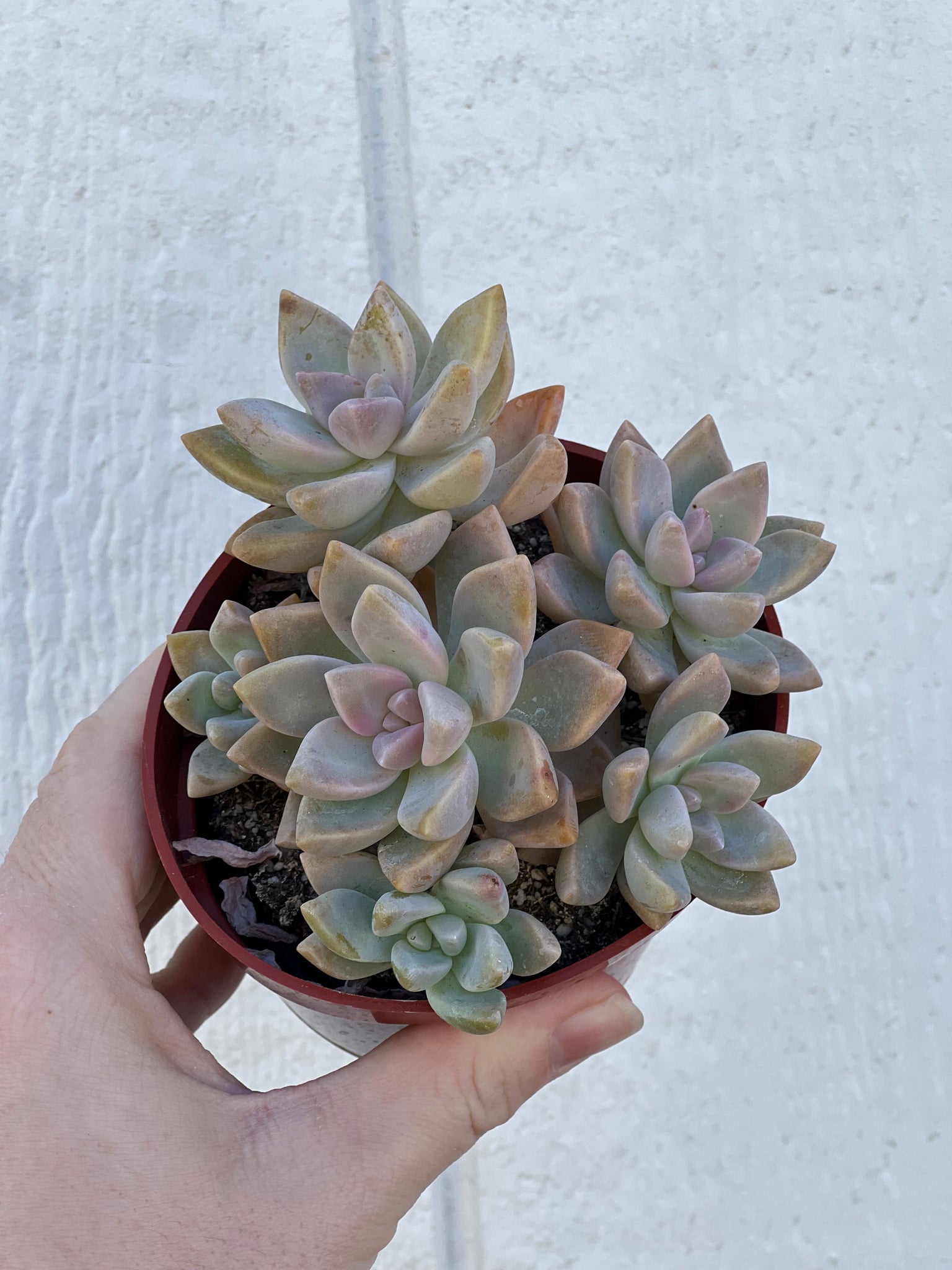 set of 3 succulent pots Colorful 4in Cluster Set (3 Succulents) – In Succulent Love