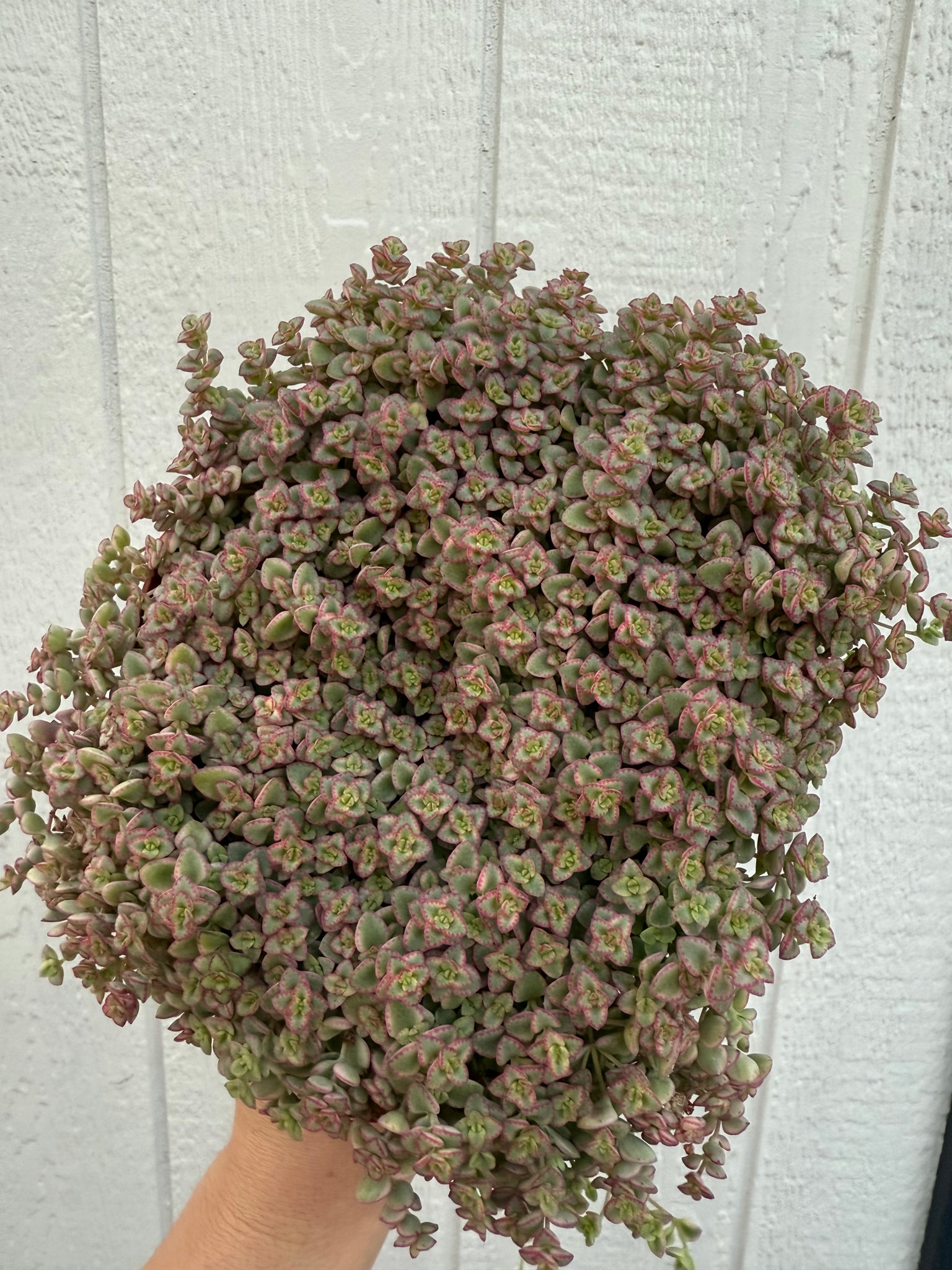 sedum family succulents Sedum Little Missy – In Succulent Love
