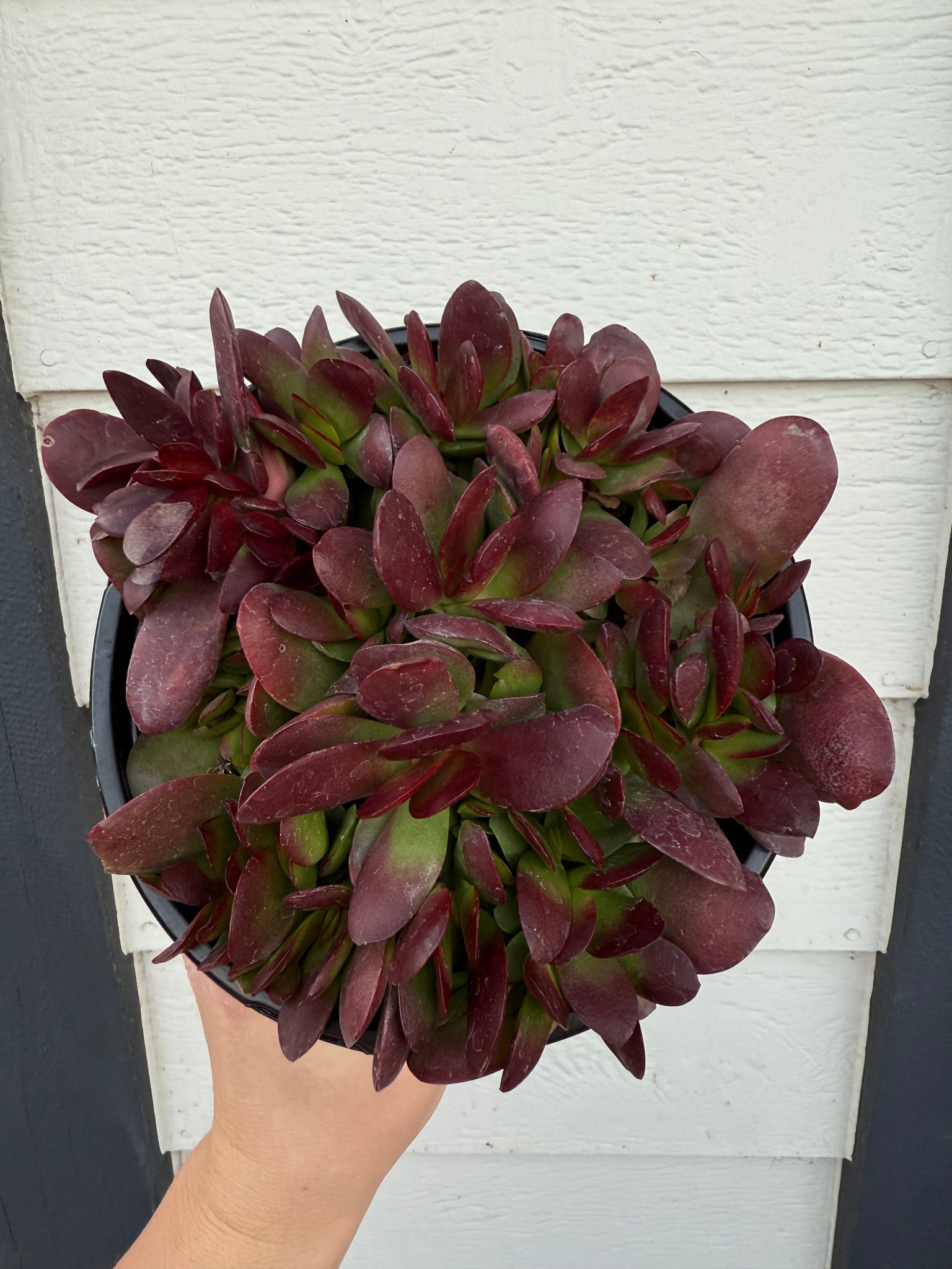platyphylla succulent Crassula Platyphylla ( Red ) – In Succulent Love