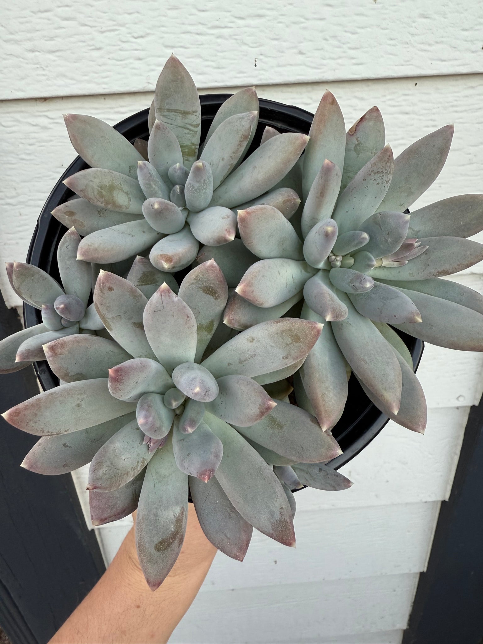 succulent moon silver Pachyphytum Moonsilver