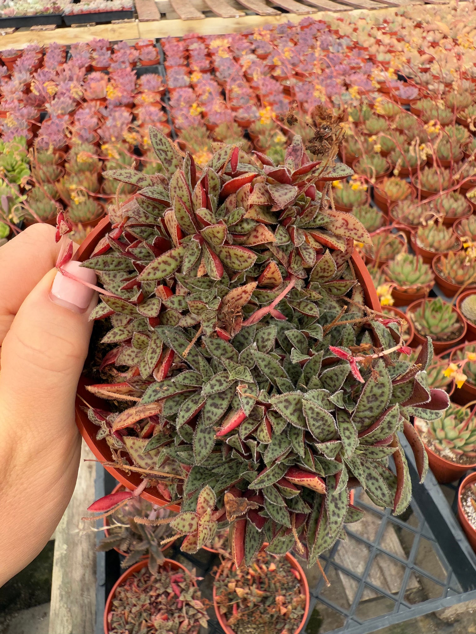 tiger jade succulent care Crassula Tiger Jade Picturata