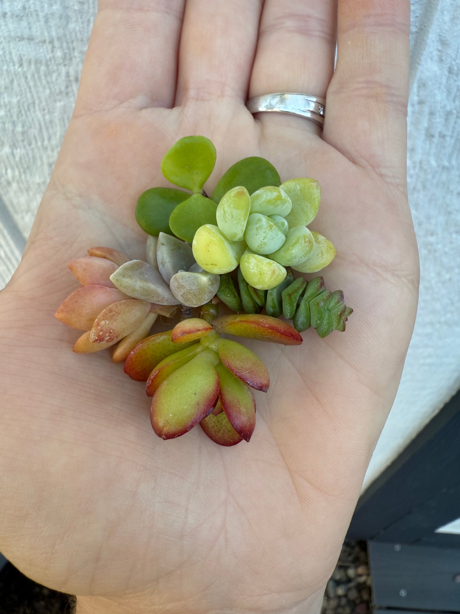 pixie succulent 25 Pixie Mixed Succulent Cuttings – In Succulent Love