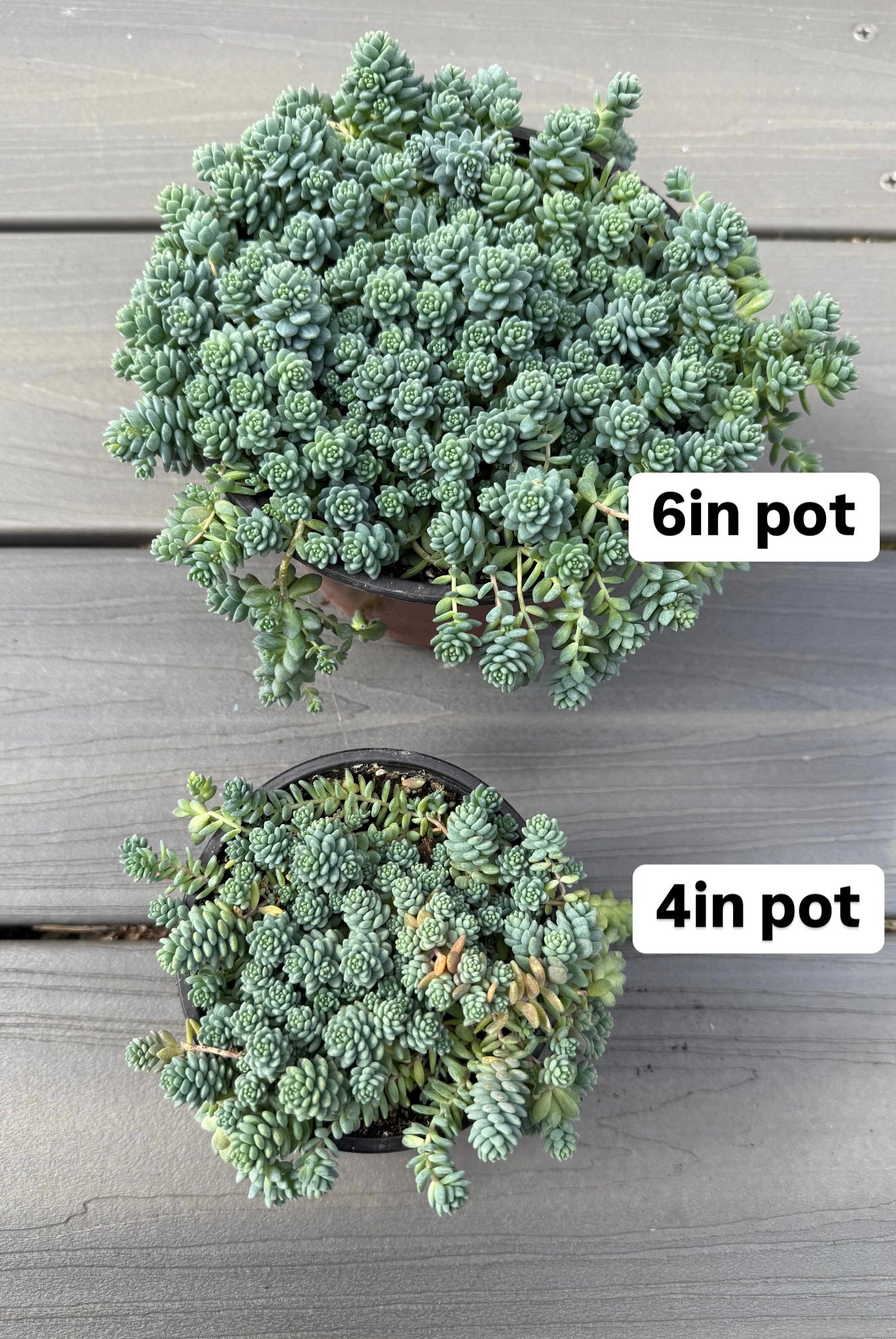 major succulent Sedum Dasyphyllum 'Major' – In Succulent Love