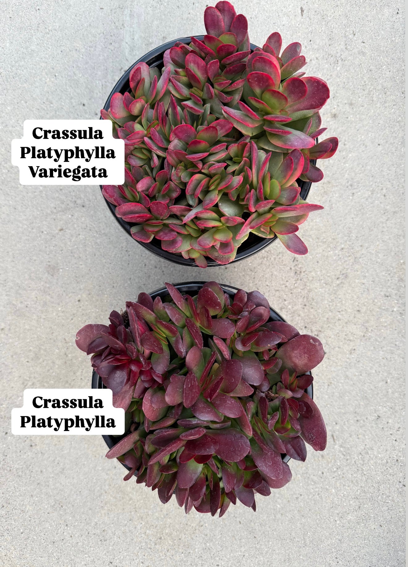 pink jade succulent Crassula Platyphylla Variegata ( Pink Jade ) – In Succulent Love
