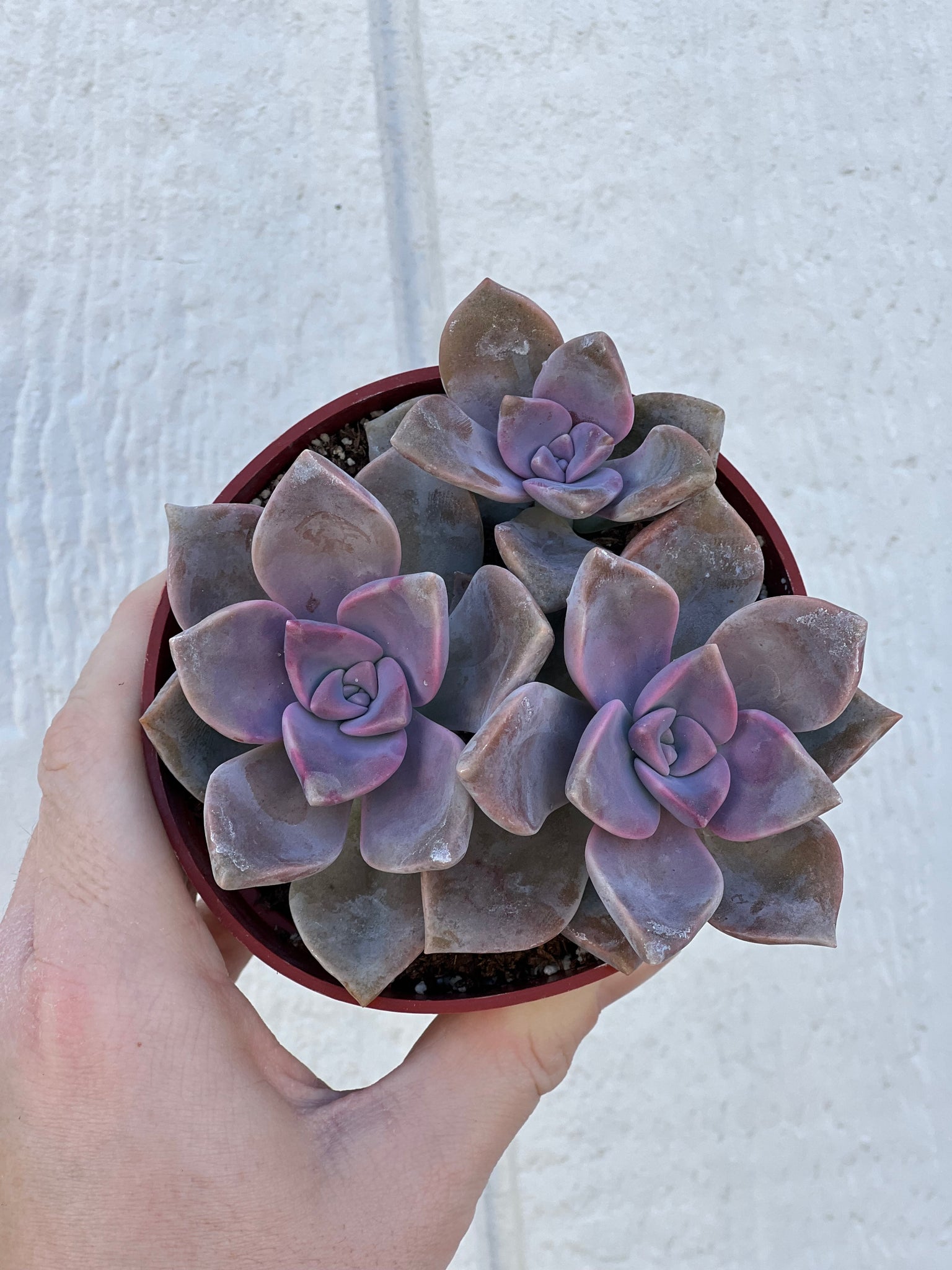 purple succulents Colorful 4in Cluster Set (3 Succulents) – In Succulent Love