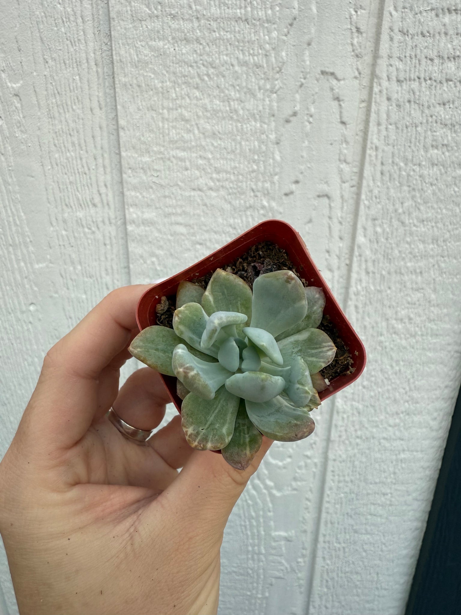 jeweled crown succulent Variegated Pachyveria Scheideckeri 'Jeweled Crown / Blue Tower' – In Succulent Love