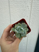 Variegated Pachyveria Scheideckeri ‘Jeweled Crown / Blue Tower’