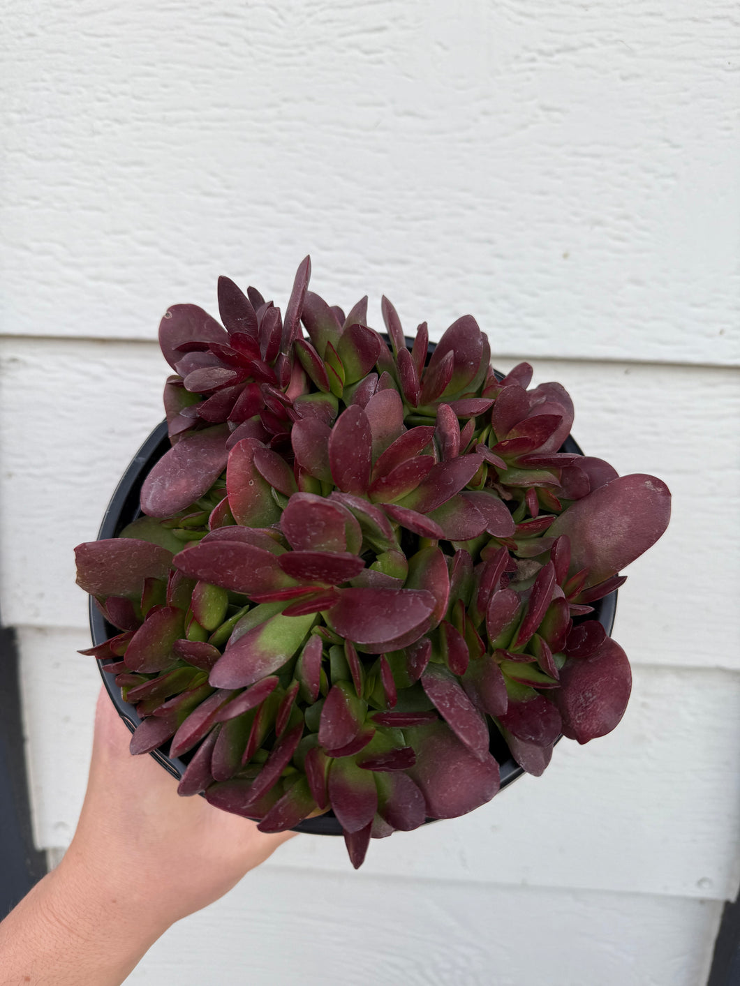 red succulent plant Crassula Platyphylla ( Red ) – In Succulent Love