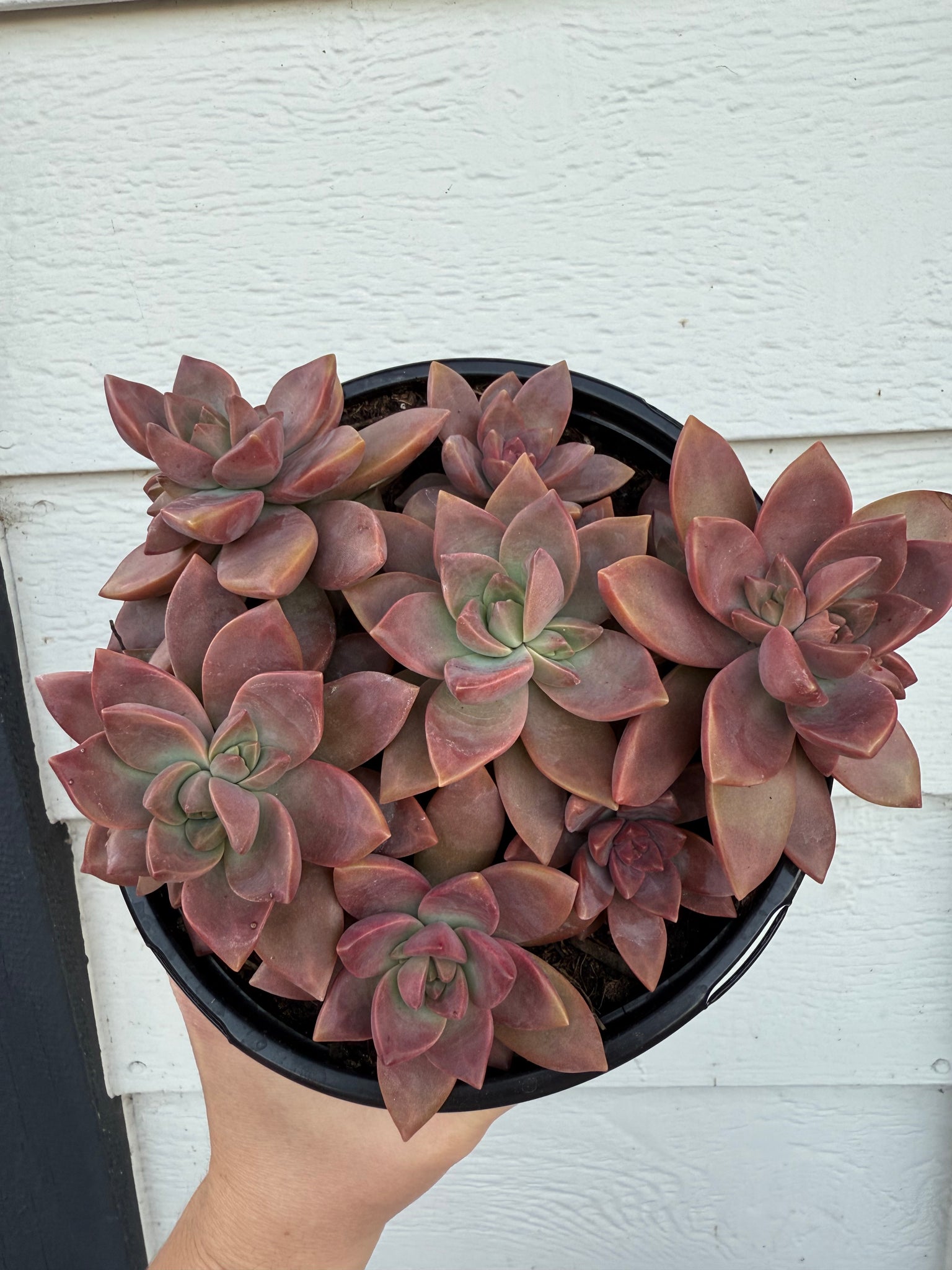 graptosedum california sunset succulent care Graptosedum California Sunset Hybrid (Thick Leaves) – In Succulent Love