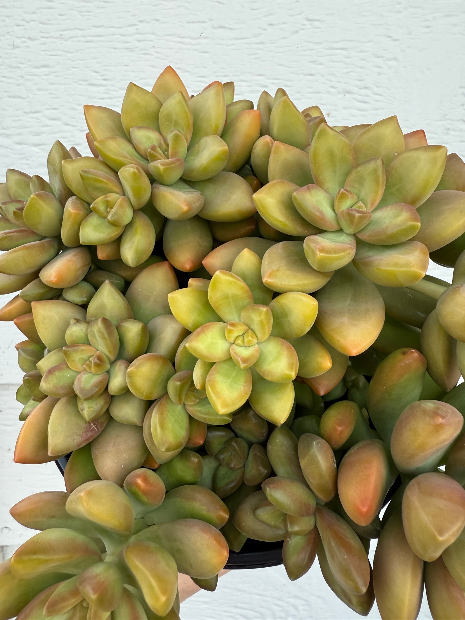 adolphi succulent Sedum Adolphi ‘Guacamole’