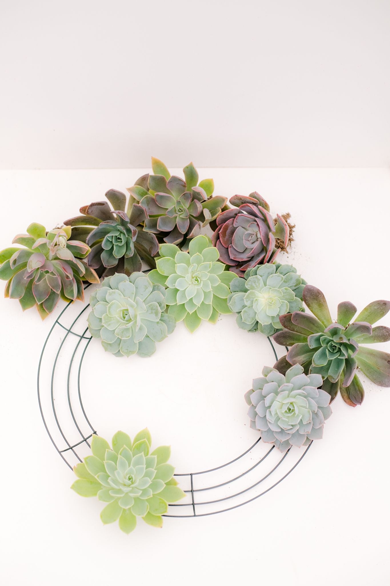 succulent wreath faux DIY Large Succulent Wreath Kit