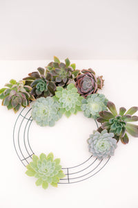 DIY Large Succulent Wreath Kit