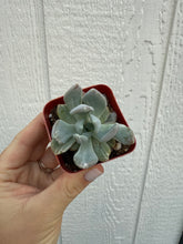 Variegated Pachyveria Scheideckeri ‘Jeweled Crown / Blue Tower’