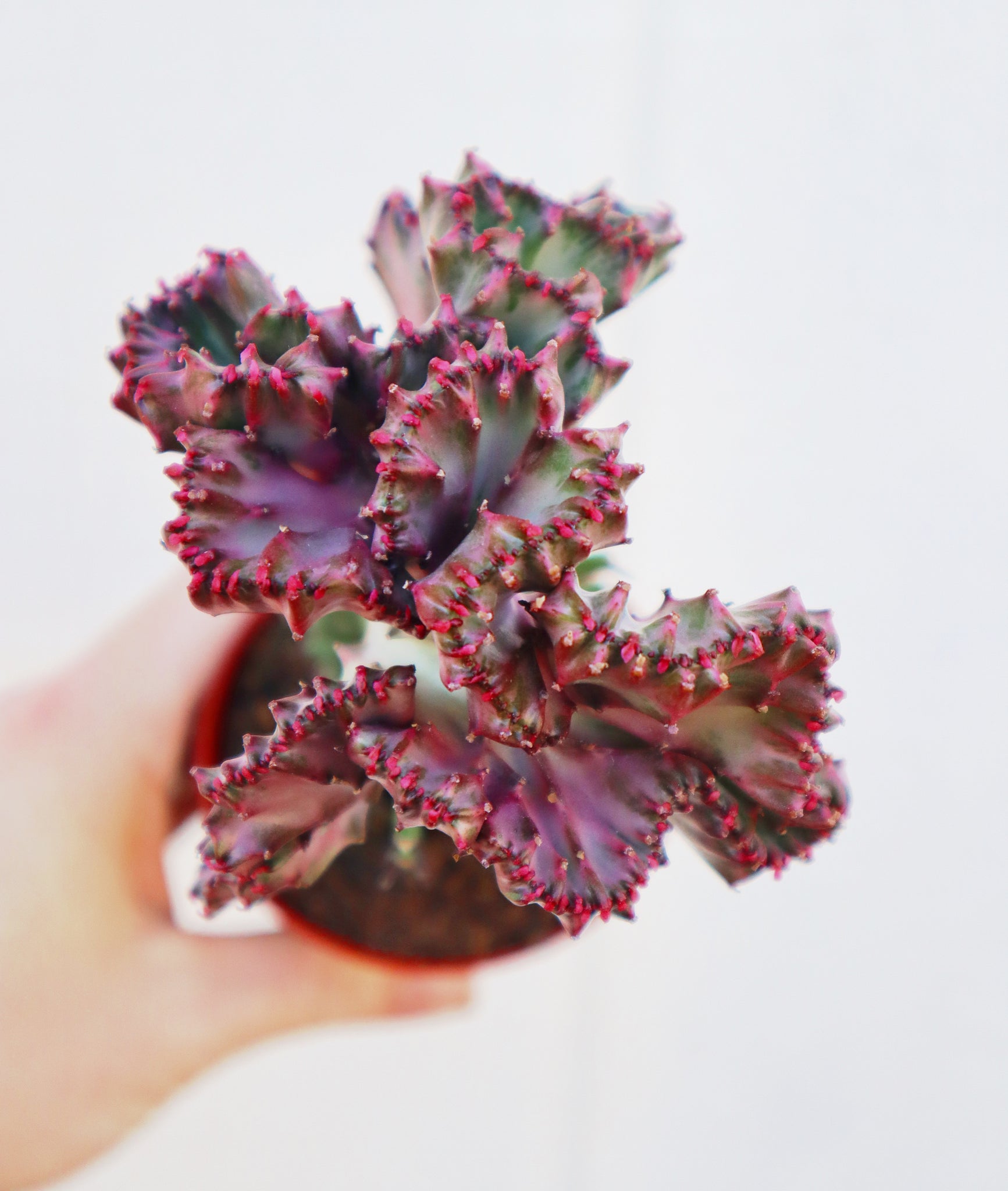 types of coral cactus Euphorbia Lactea Grafted Coral Cactus – In Succulent Love