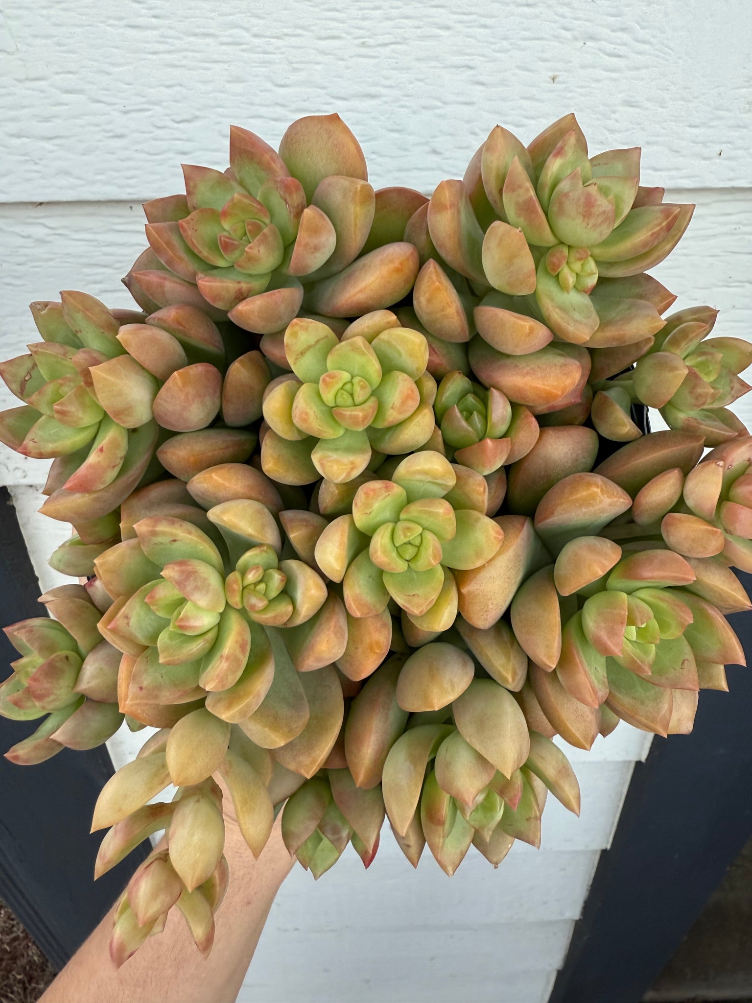 golden glow succulent care Sedum Adolphi 'Golden Glow' – In Succulent Love
