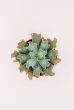 Echeveria Culebra