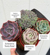 Succulent Bouquet Set (4 Succulents)