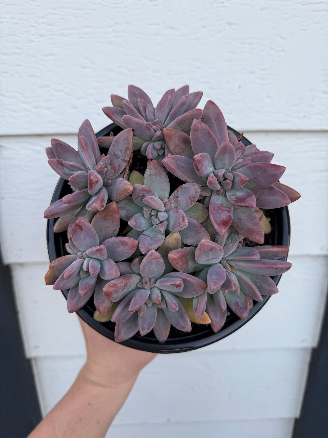 pink pearl succulent Graptoveria Blue Pearl – In Succulent Love