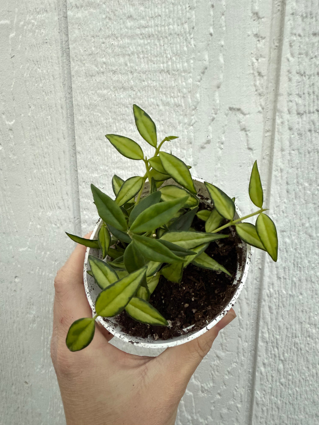 Hoya Bella Reverse Variegated ('Luis Bois') – In Succulent Love