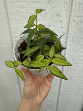 Hoya Bella Reverse Variegated (‘Luis Bois’)