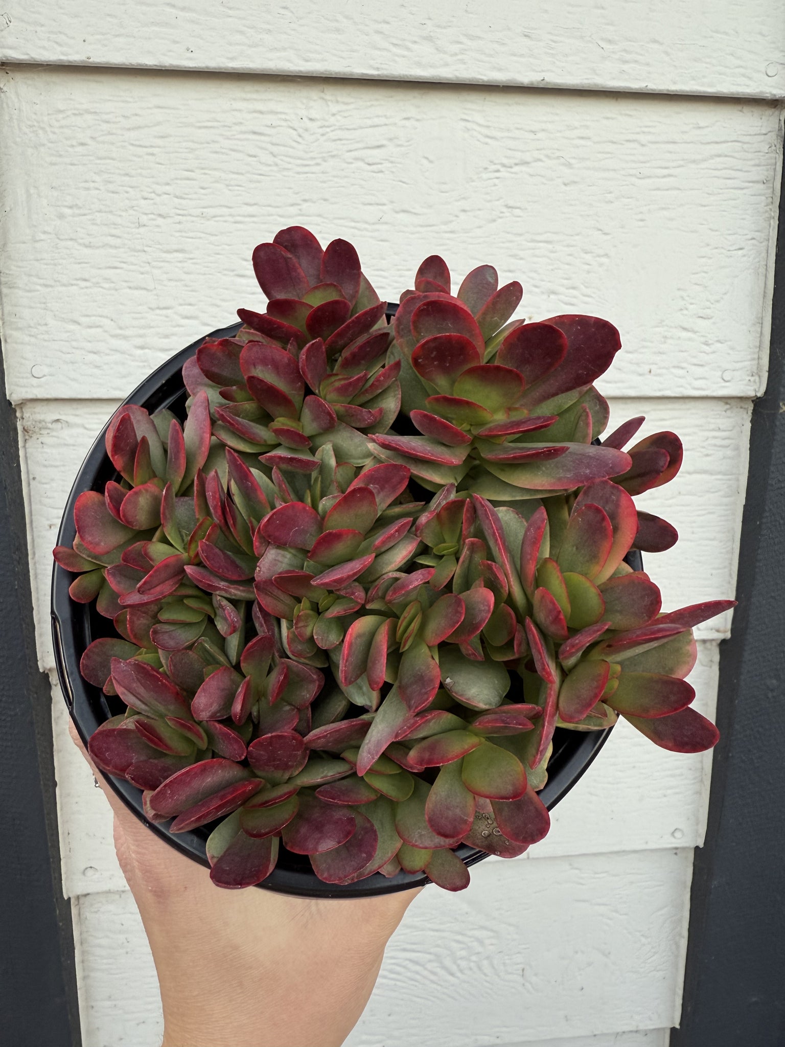 pink succulent pot Crassula Platyphylla Variegata ( Pink Jade ) – In Succulent Love